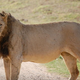 Illustration for article titled Here's Part of the Reason Why These Male Lions Are Maneless